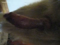 Pet XXX - Dude milks his dog with a jo-bag
